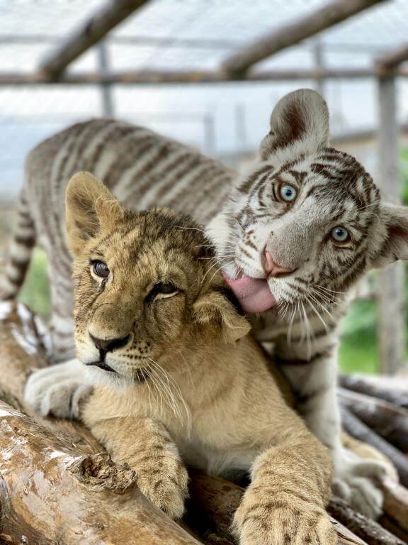 Kontakt ZOO Liptovský Mikuláš
